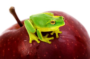 Small green tree frog sitting on apple clipart