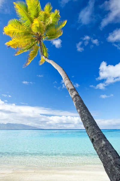 Palm tree hanging over stunning blue lagoon — Stock Photo, Image