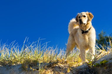 Golden retriever in the grass clipart