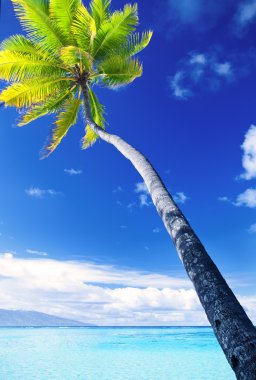 Palm tree hanging over stunning blue lagoon with blue sky clipart