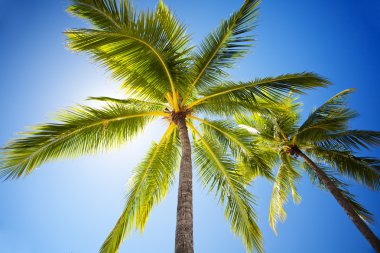 Close up of palm trees agains sunny blue sky clipart