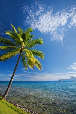 Single palm tree agains blue sky on beach clipart