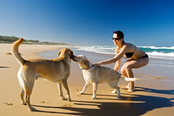Girl playing with dogs — Stock Photo, Image