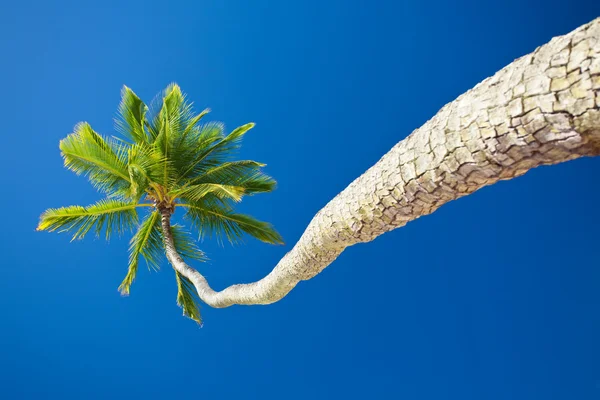 Одна Кокосовая Пальма Против Голубого Неба Копирайтом — стоковое фото
