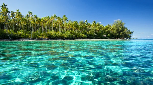 緑豊かな熱帯島の横にある水中サンゴ礁 — ストック写真