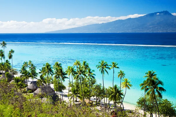 Palm trees on tropical beach in tahiti — Stock Photo, Image