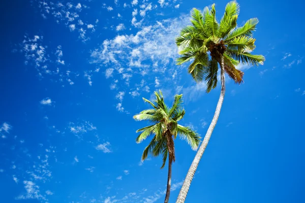 Nahaufnahme Von Palmen Gegen Sonnigen Blauen Himmel — Stockfoto