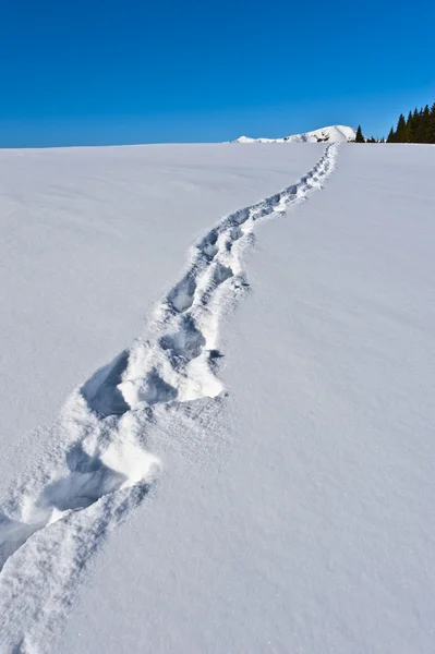 Empreintes de pas dans la neige — Photo