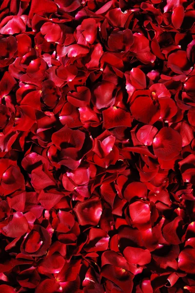 Фон Лепестков Красной Розы — стоковое фото