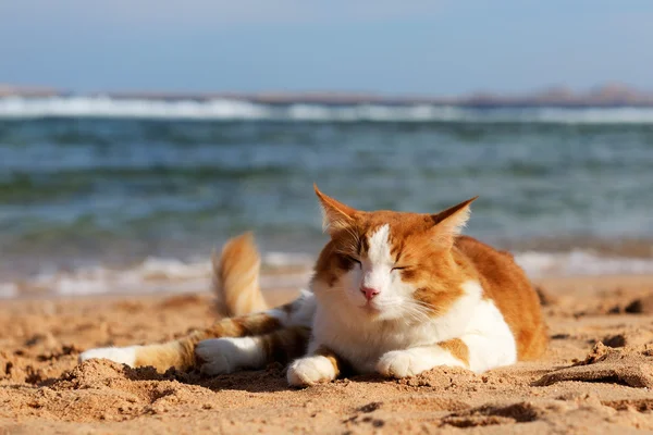 Кошка на пляже — стоковое фото