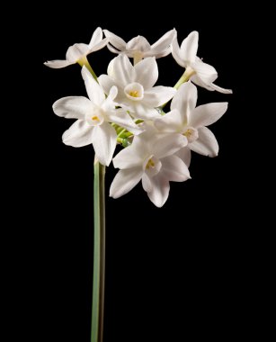 Narcissus papyraceus; Paperwhite; single stem isolated on black clipart