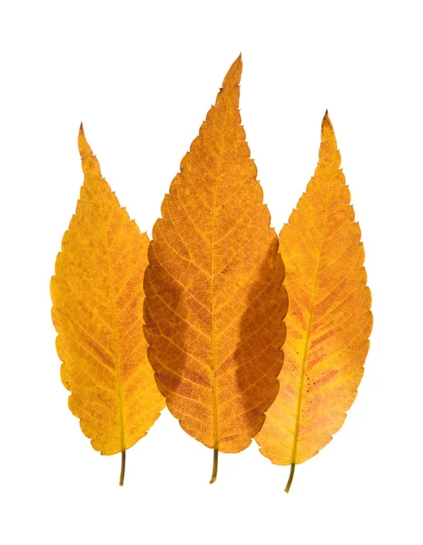 Bunte überlappende herbstliche Blätter von zelkova serrata (keyaki) isoliert o — Stockfoto