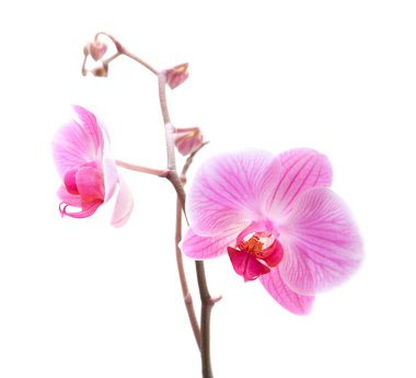 Pink stripy phalaenopsis orchid isolated on white clipart