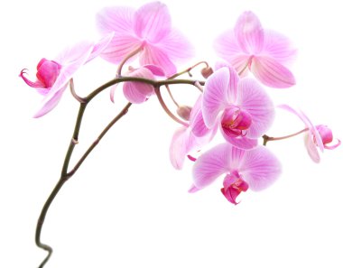 Pembe çizgili falaenopsis orkidesi beyaza izole edilmiş.