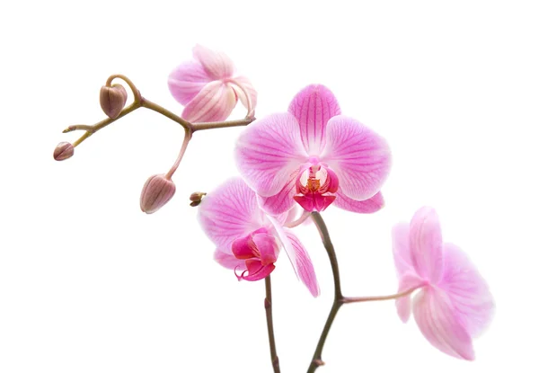 Розовая полосатая фаленопсисовая орхидея, изолированная на белом; — стоковое фото