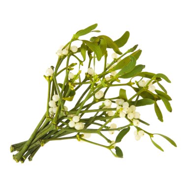 Viscum album (European Mistletoe; Common Mistletoe) bunch up, with berries clipart