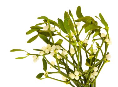 Viscum album (European Mistletoe; Common Mistletoe); bunched up; with berri clipart