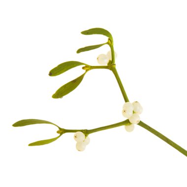 Viscum album (European Mistletoe; Common Mistletoe) single twig with berrie clipart