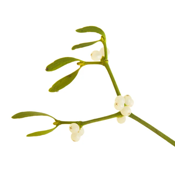 Viscum album (European Mistletoe; Common Mistletoe) single twig with berrie — Stock Photo, Image