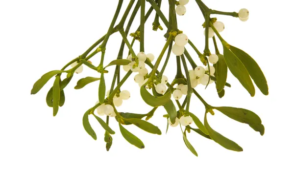 Viscum álbum (European Mistletoe, Common Mistletoe) pendurado cacho com ber — Fotografia de Stock