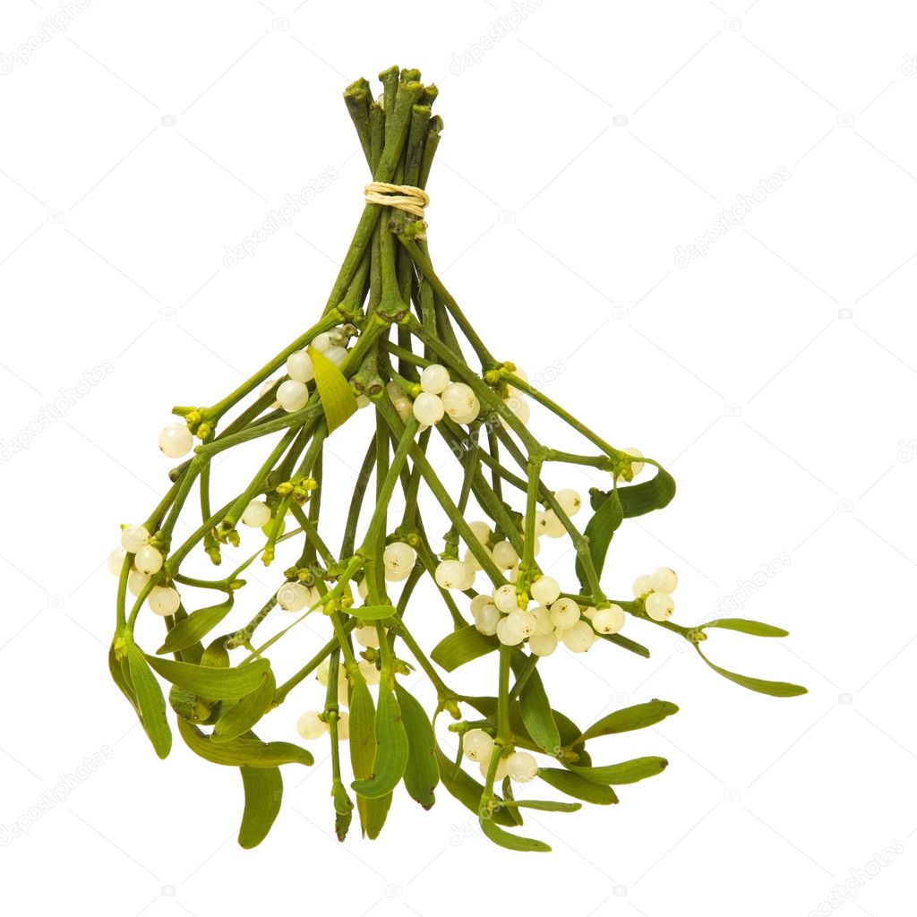 Viscum album (European Mistletoe; Common Mistletoe) tied up bunch with berr