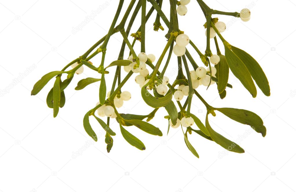 Viscum album (European Mistletoe , Common Mistletoe) hanging bunch with ber