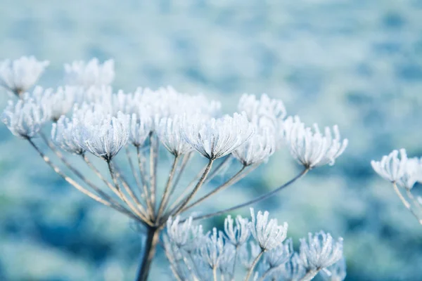 Заморозки на мертвых растениях — стоковое фото
