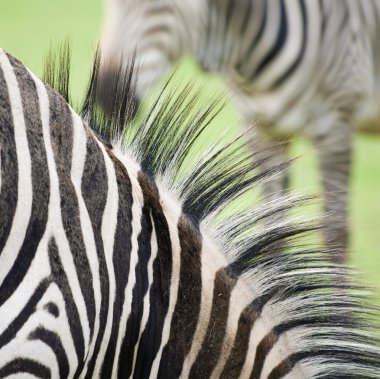 Zebra soyut