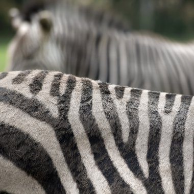 Zebra soyut