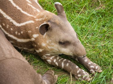 Güney Amerika tapiri (Tapirus terrestris; Brezilya tapiri; Ova Tapir; A