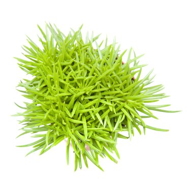 Small succulent bush senecio plant;shot from the top, isolated on white clipart