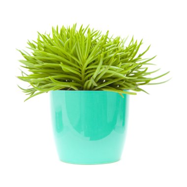 Succulent bush senecio plant; in bright blue ornamental pot; isolated on wh clipart