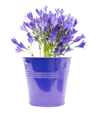 Brodiaea; cluster-lilies in blue ornamental bucket isolated on white backgr clipart