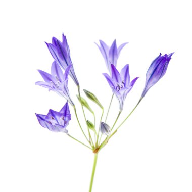 Single stem of Brodiaea; cluster-lilies; isolated on white background clipart