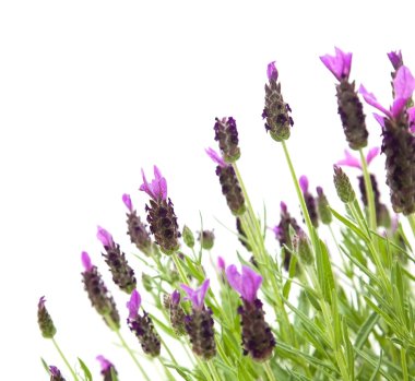 Lavandula Stoechas (Fransız lavanta; İspanyol lavanta; Tepesinde lavanta); olduğunu