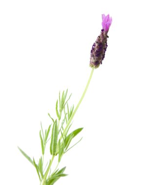 Single flowering stem of Lavandula Stoechas (French lavender; Spanish Laven clipart