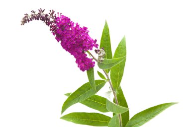 σκούρο μοβ άνθη του buddleja davidii (Μπους πεταλούδων), απομονωμένες