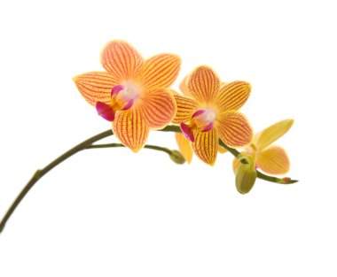 Turuncu; beyaz izole sarı ve pembe çizgili phalaenopsis orkide