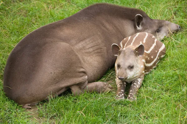 Tapir sudamericano (Tapirus terrestris; Tapir brasileño; Tapir de tierras bajas; A —  Fotos de Stock