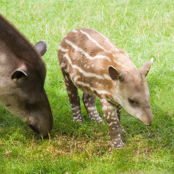 Dél-amerikai tapír — Stock Fotó