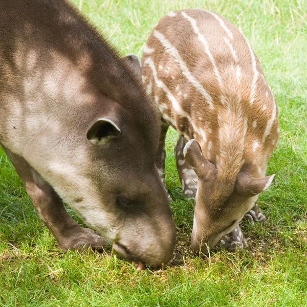 Dél-amerikai tapír — Stock Fotó
