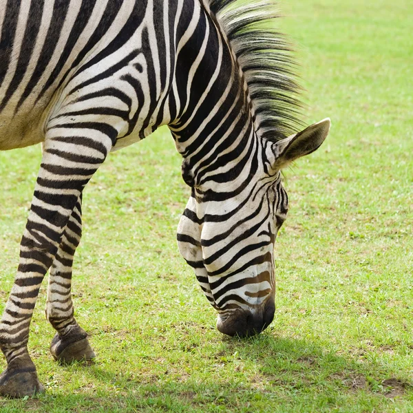 Zebra otlatma — Stok fotoğraf