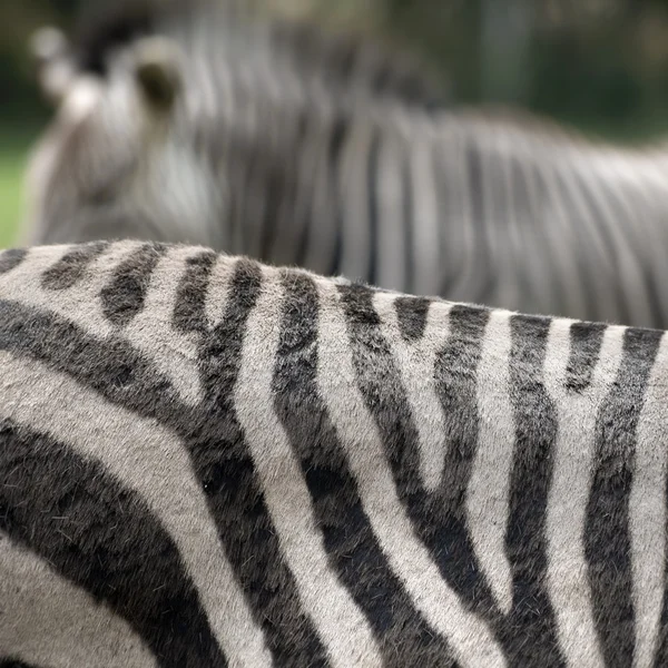 Zebra streszczenie — Zdjęcie stockowe