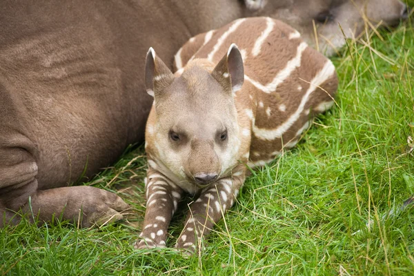 Tapir Ameryki Południowej (Tapirus terrestris; Brazylijskiego tapira; Nizinne Tapir; A — Zdjęcie stockowe