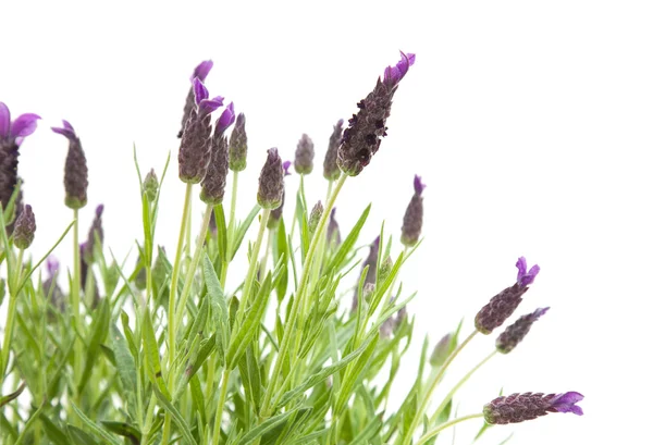 Lavandula stoechas (fransk lavendel, spanska lavendel, toppad lavendel) iso — Stockfoto
