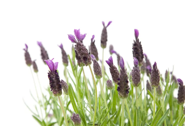 Lavandula stoechas (französischer Lavendel, spanischer Lavendel, gekrönter Lavendel) iso — Stockfoto