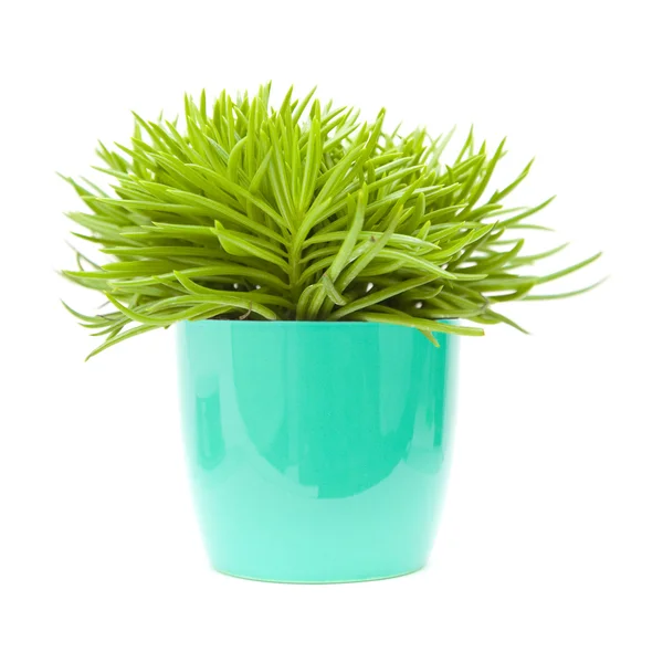 Succulent bush senecio plant; in bright blue ornamental pot; isolated on wh — Stock Photo, Image