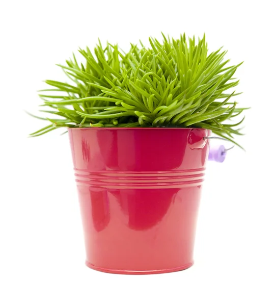 Succulent bush senecio plant; in bright pink ornamental bucket, — Stock Photo, Image
