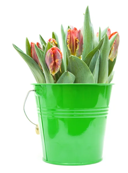 Bunch of wet; yellow and red parrot tulips isolated on white — Stock Photo, Image
