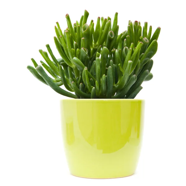 Succulent crassula plant with tubular leaves, in light green pot, isolated — Stock Photo, Image